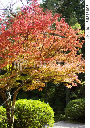 吉備路井山宝福寺の紅葉(縦位置） 36853863