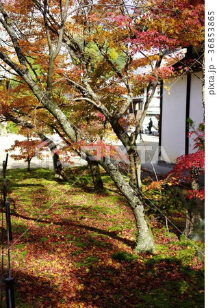 吉備路井山宝福寺の紅葉(縦位置) 吉備路井山宝福寺の紅葉(縦位置) 36853865