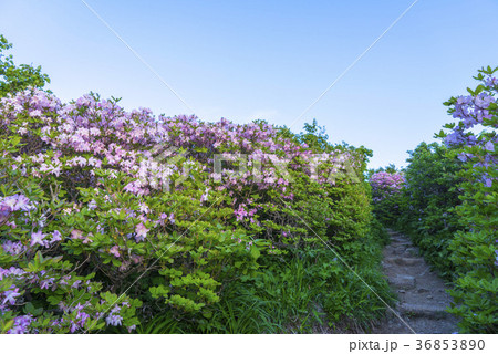 花 韓国 屋外 36853890
