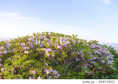 韓国 空 屋外 36853891