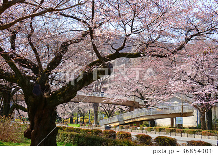 東京都国立市　国立駅前　大学通りの桜と菜の花 36854001
