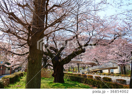 東京都国立市 国立駅前 大学通りの桜と菜の花 東京都国立市 国立駅前 大学通りの桜と菜の花 36854002