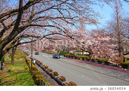 東京都国立市　国立駅前　大学通りの桜と菜の花 36854054