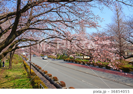 東京都国立市　国立駅前　大学通りの桜と菜の花 36854055