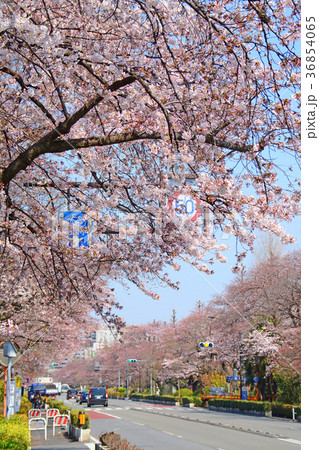 東京都国立市　国立駅前　大学通りの桜と菜の花 36854065