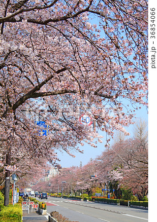 東京都国立市　国立駅前　大学通りの桜と菜の花 36854066