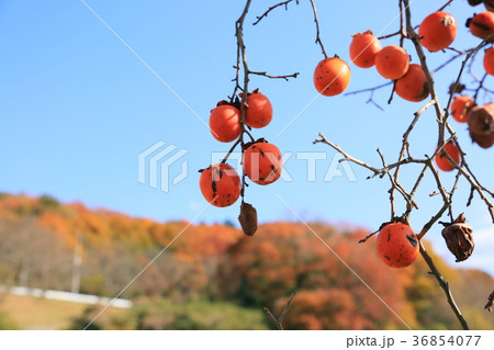 柿の実 柿の実 36854077