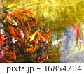 こい 36854204