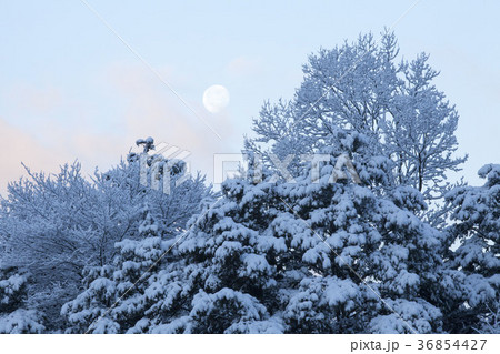 冬の残月-2、夜明けの空に月が残り着雪の木々との冬風景 36854427
