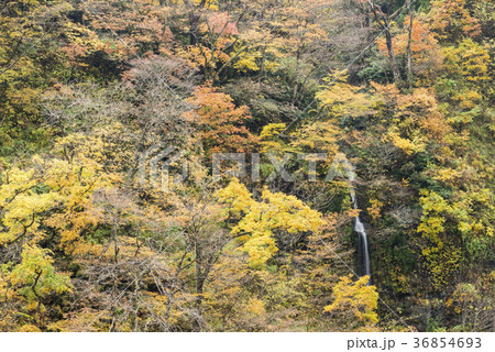 秋彩の庄川飛越峡 36854693