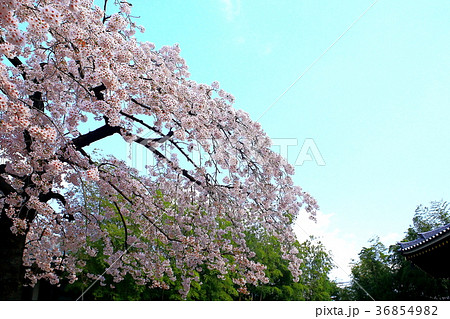 シダレ桜と青空 シダレ桜と青空 36854982