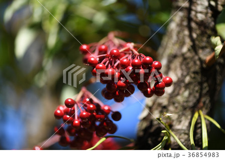 万両の赤い実 万両の赤い実 36854983