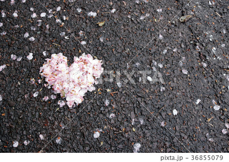 サクラ　日本の花 36855079