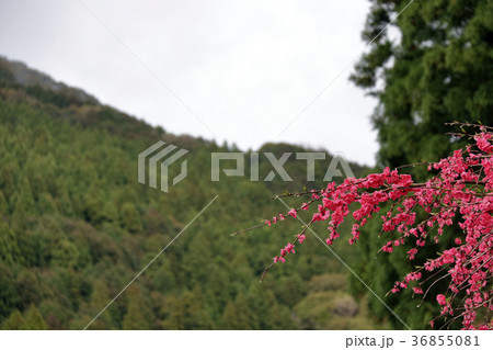サクラ 日本の花 サクラ 日本の花 36855081