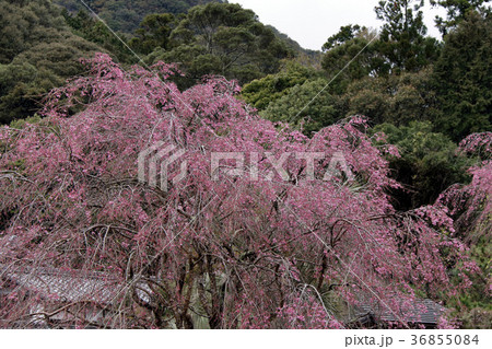 サクラ 日本の花 サクラ 日本の花 36855084