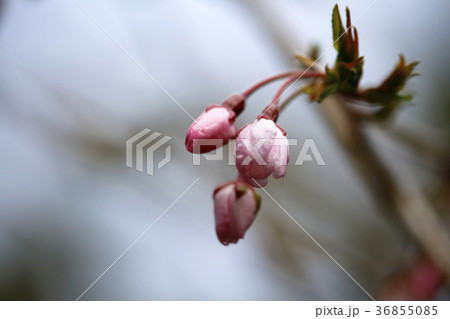 サクラ　日本の花 36855085
