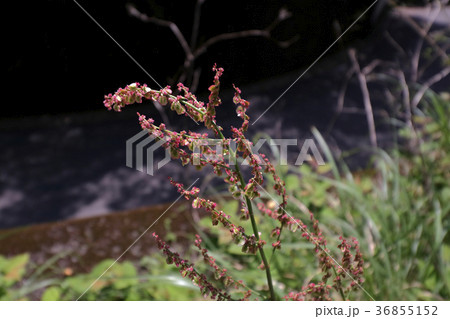 スイバ（酸葉） 36855152