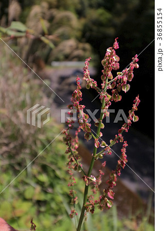 スイバ（酸葉） 36855154