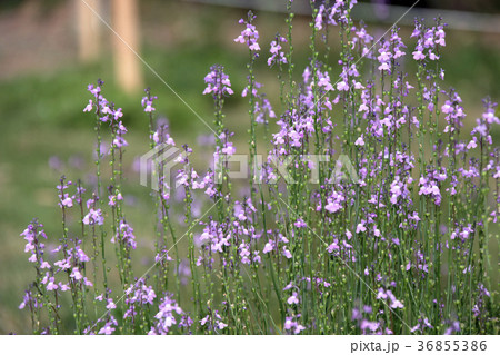 松葉海蘭  マツバウンラン 36855386