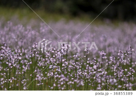 松葉海蘭  マツバウンラン 36855389