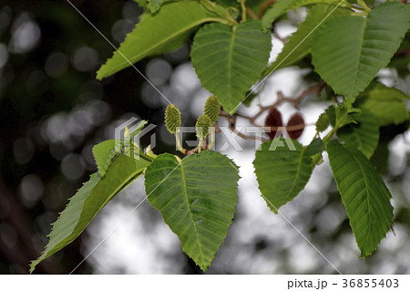 ヤシャブシ　夜叉五倍子 36855403