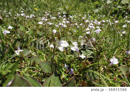 サギゴケ 36855566