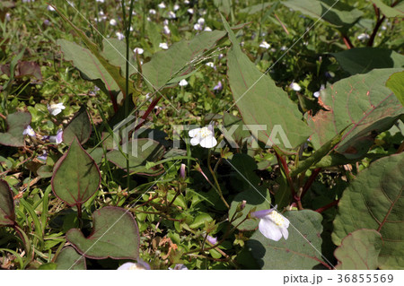 サギゴケ サギゴケ 36855569