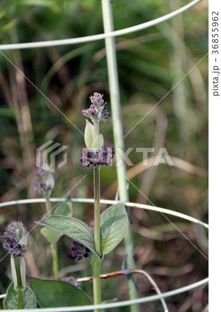 フナバラソウ 36855962