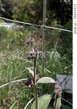 フナバラソウ 36855972