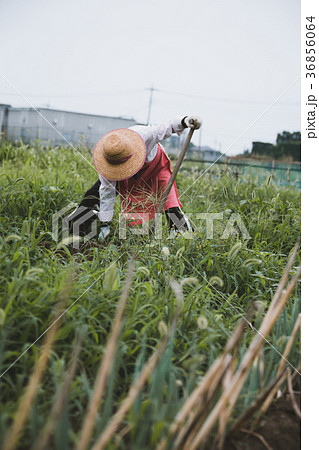 farm 36856064