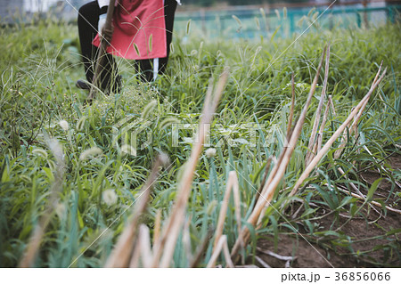 farm 36856066