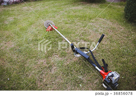 farm 36856078