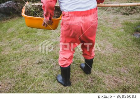 farm 36856083