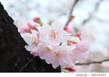 幹と桜の花 36856495