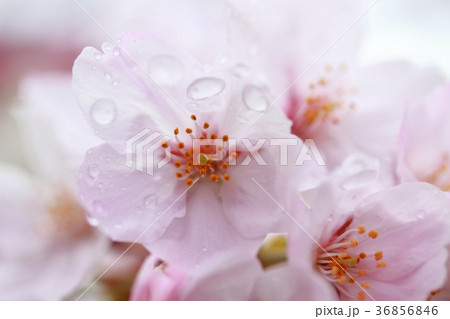 雨にぬれた桜 36856846