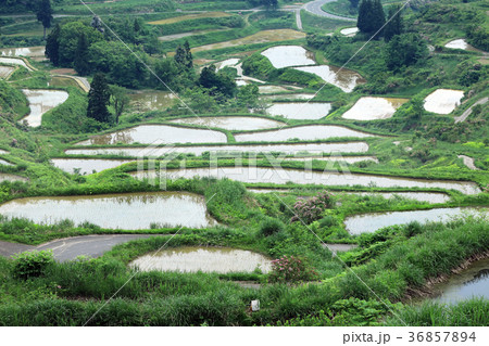 松之山の棚田03 松之山の棚田03 36857894
