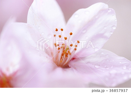 雨にぬれた白い桜一輪 雨にぬれた白い桜一輪 36857937