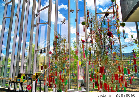 茅野市民館 七夕イベント 茅野市民館 七夕イベント 36858060