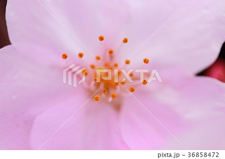 桜マーク ふんわり 桜マーク ふんわり 36858472