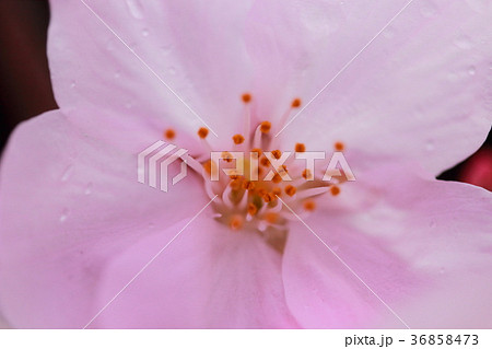 桜マーク 36858473