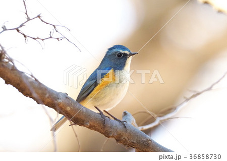 青い鳥 36858730