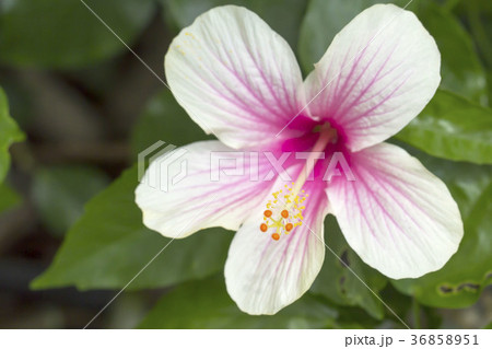 ハイビスカス ハイビスカス 36858951