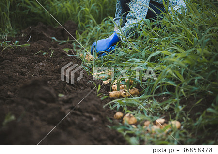 farm 36858978