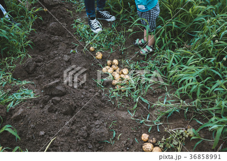 farm farm 36858991