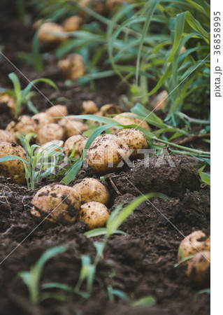 farm 36858995