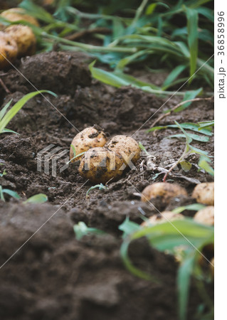 farm 36858996