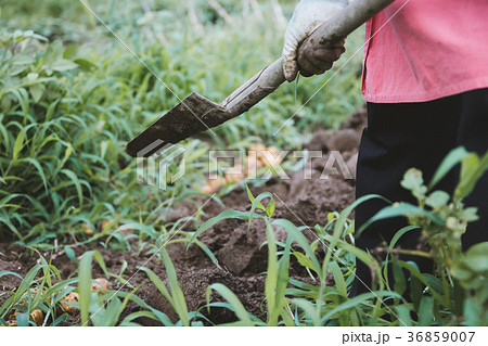 farm farm 36859007