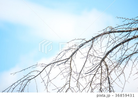 冬の木 冬の木 36859431