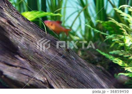 水槽の、ヤマトヌマエビ 水槽の、ヤマトヌマエビ 36859450