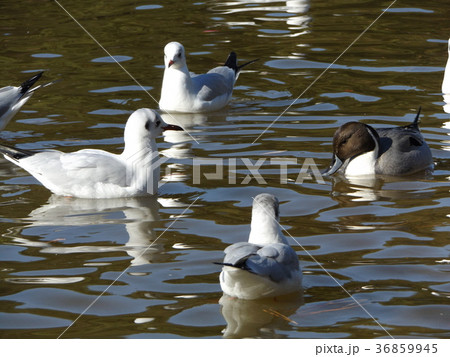 稲毛海浜公園の池に来た冬の渡り鳥ユリカモメとオナガガモ 36859945
